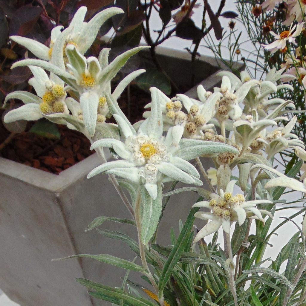 Leontopodium alpinum Blossom of Snow - Stella alpina