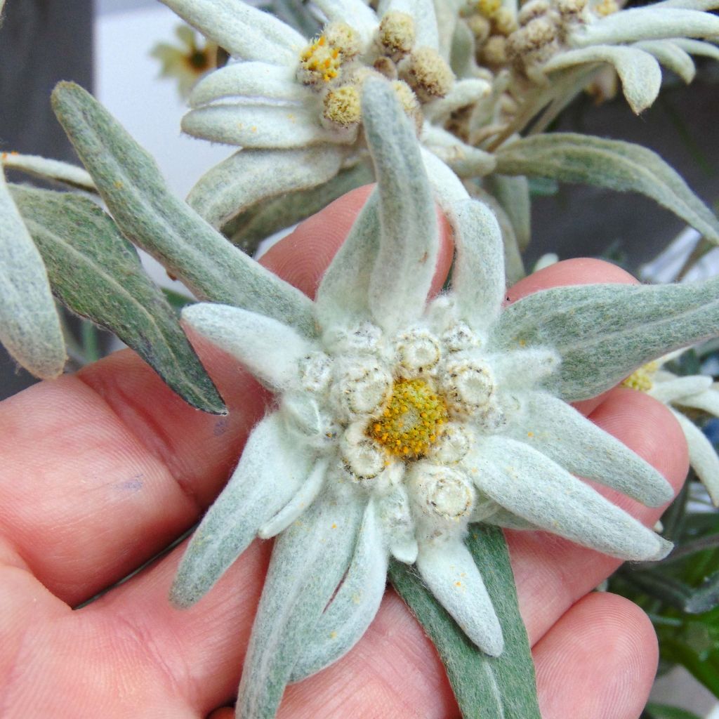 Leontopodium alpinum Blossom of Snow - Stella alpina