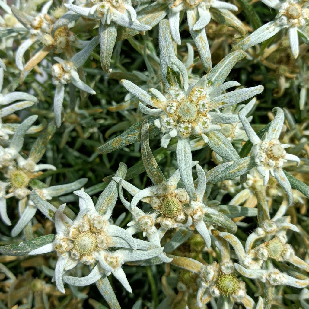 Leontopodium alpinum Blossom of Snow - Stella alpina