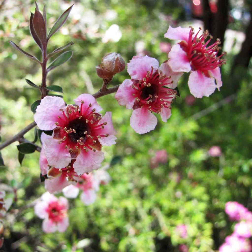 Leptospermum lanigerum Mesmer Eyes