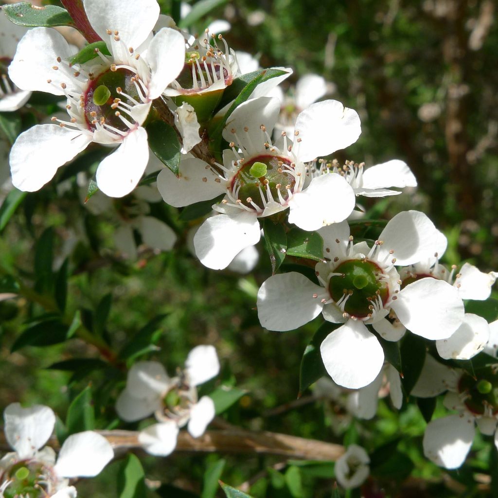 Leptospermum scoparium Blanc - Manuka