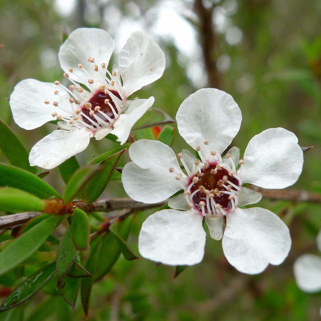 Leptospermum scoparium Blanc - Manuka