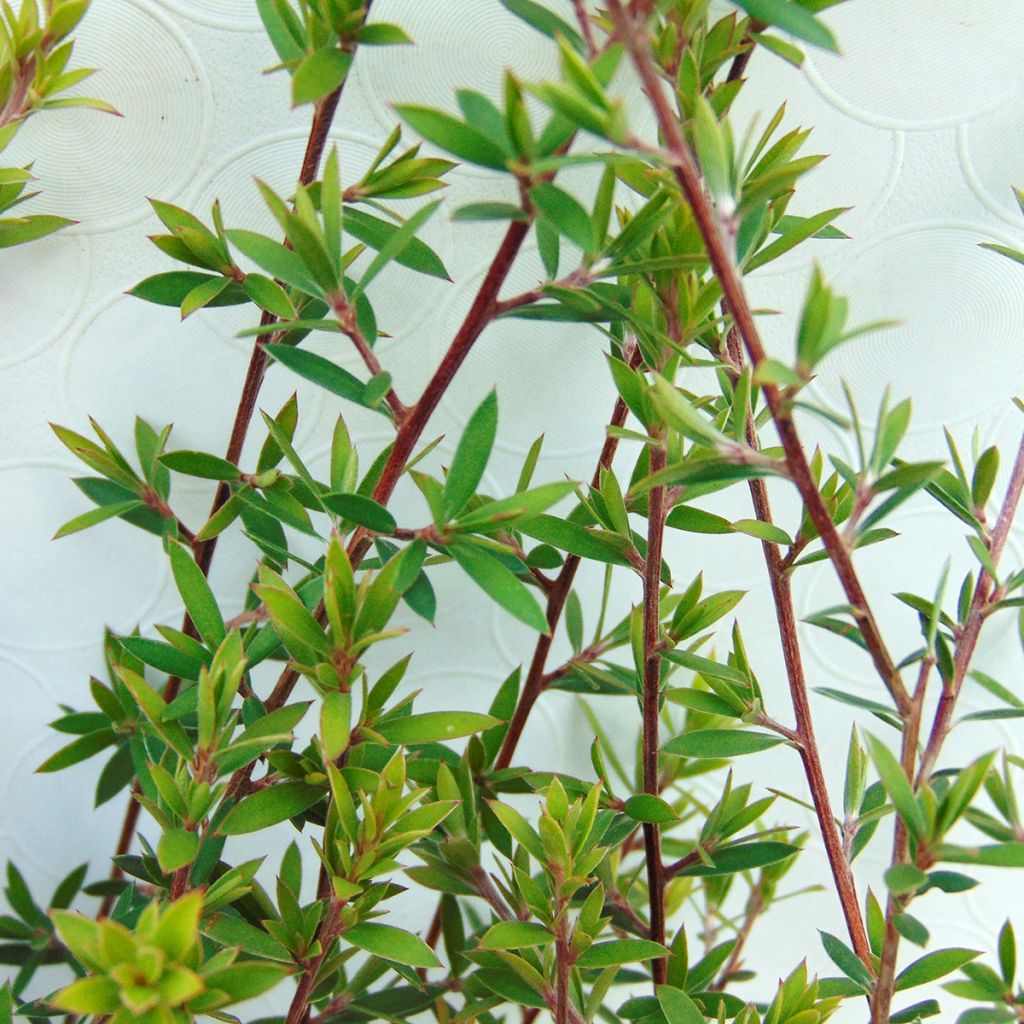 Leptospermum scoparium Blanc - Manuka