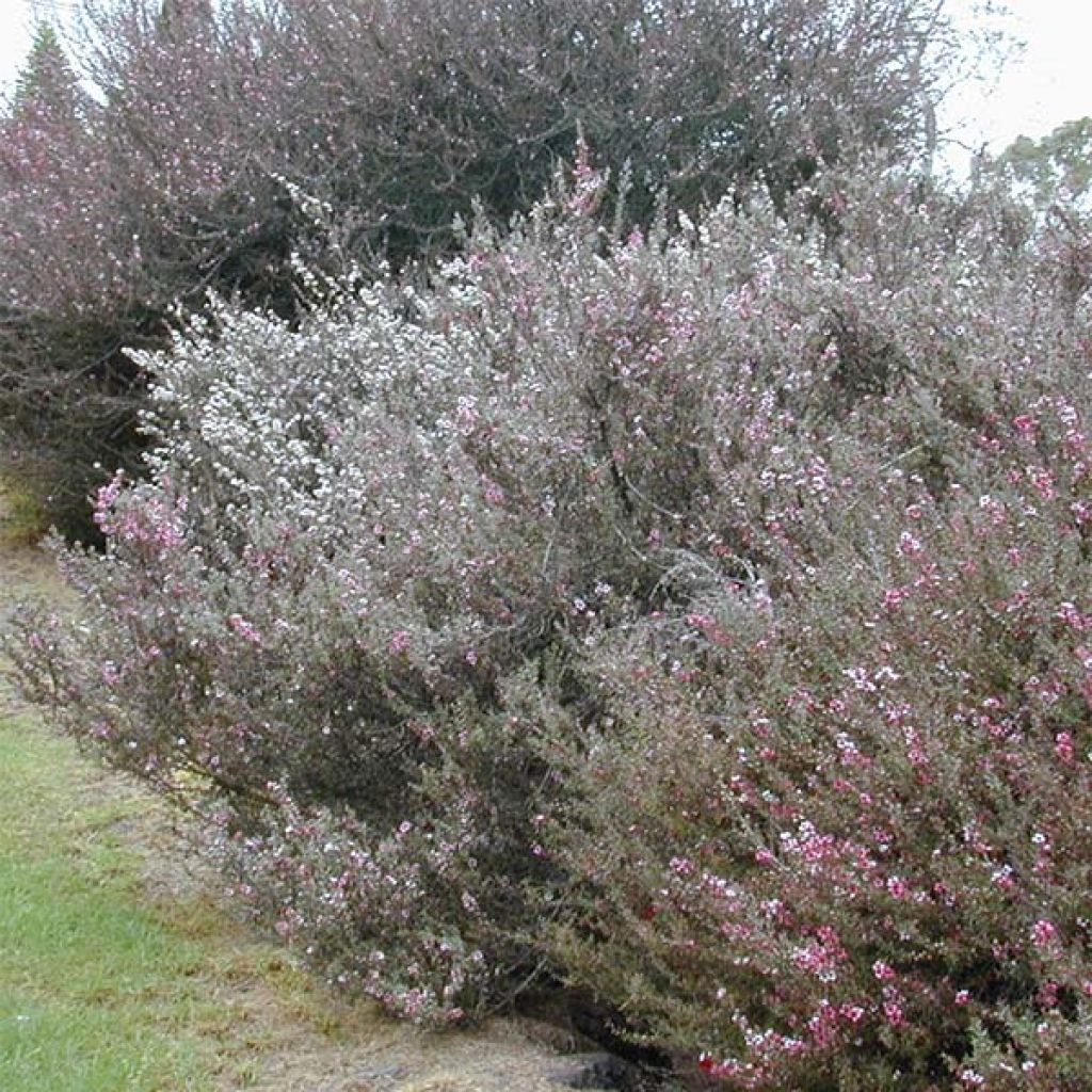 Leptospermum scoparium Blanc - Manuka