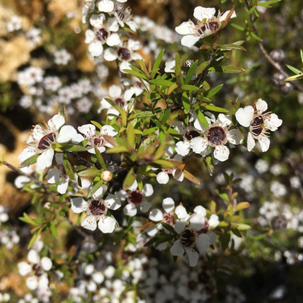 Leptospermum scoparium Blanc - Manuka