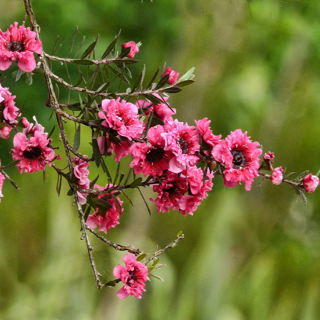 Leptospermum scoparium Red damask - Manuka