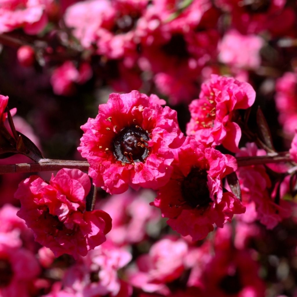 Leptospermum scoparium Red damask - Manuka