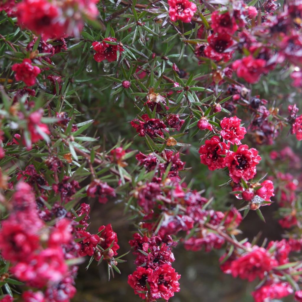 Leptospermum scoparium Red damask - Manuka