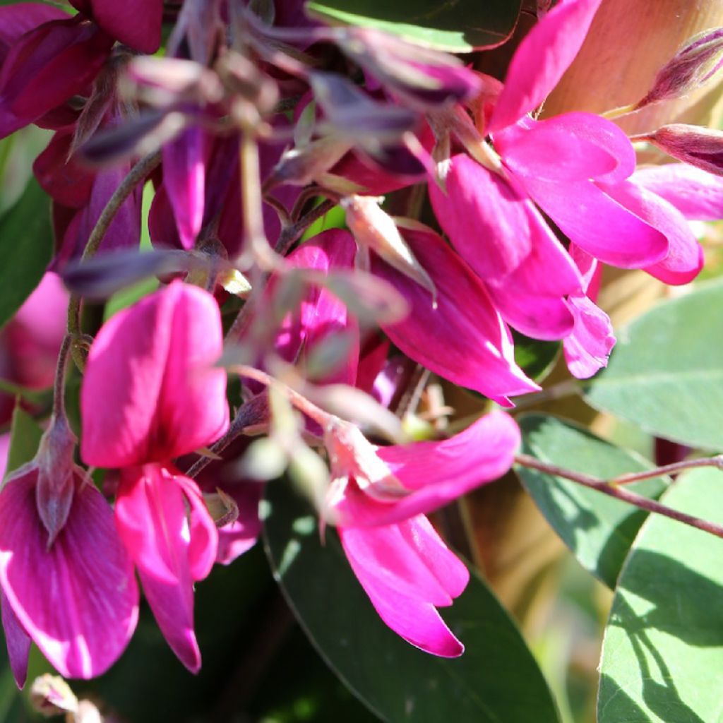 Lespedeza thunbergii Gibraltar