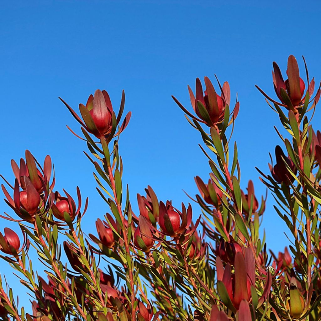 Leucadendron Safari Sunset