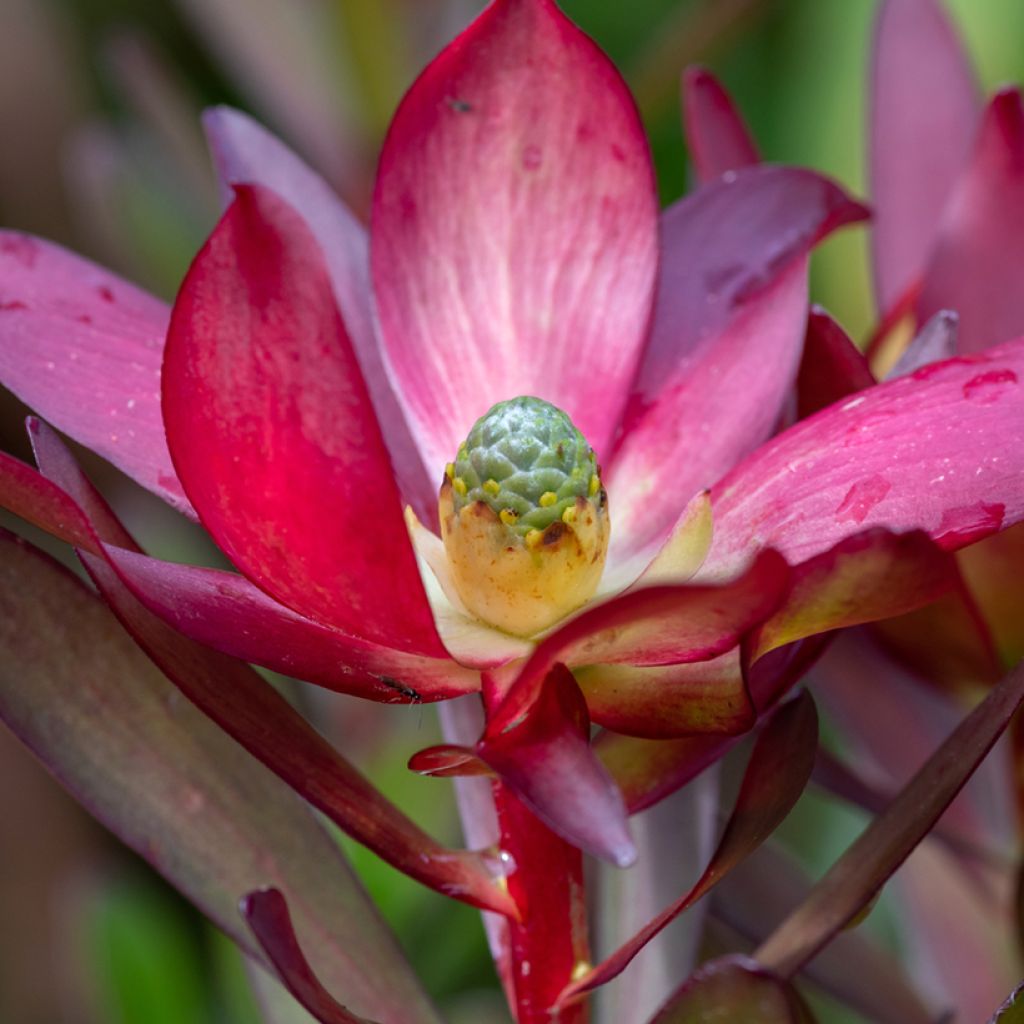 Leucadendron Safari Sunset