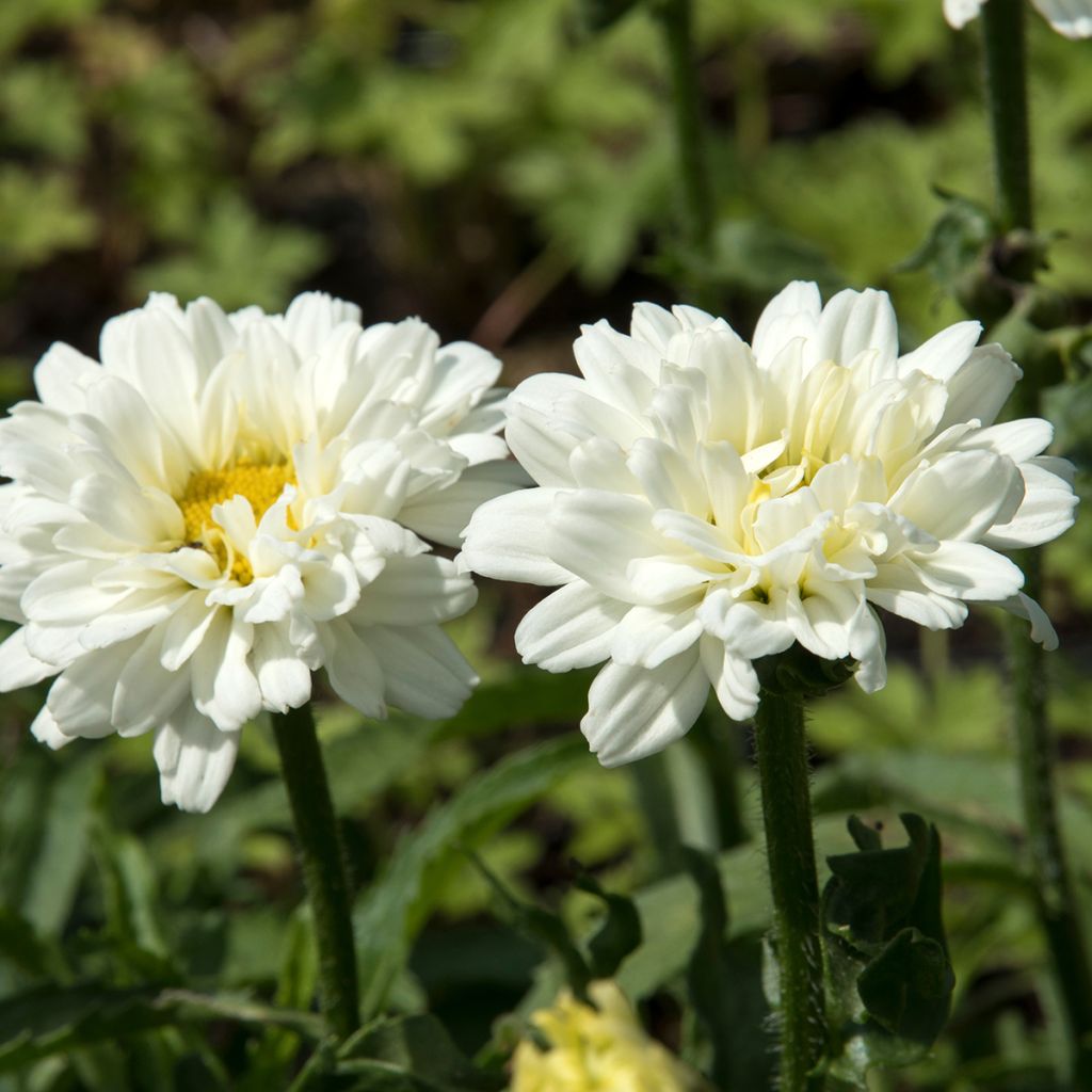 Leucanthemum superbum Victorian Secret - Margherita