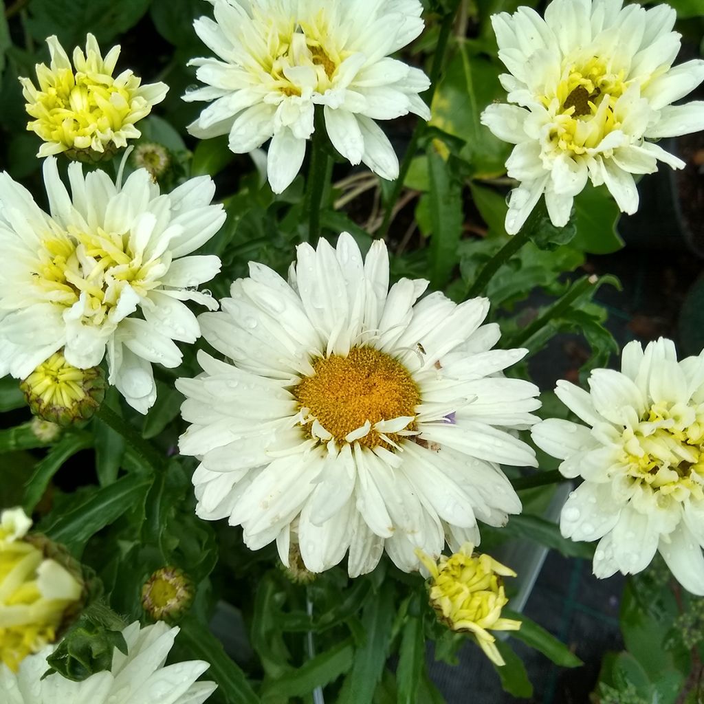 Leucanthemum superbum Victorian Secret - Margherita