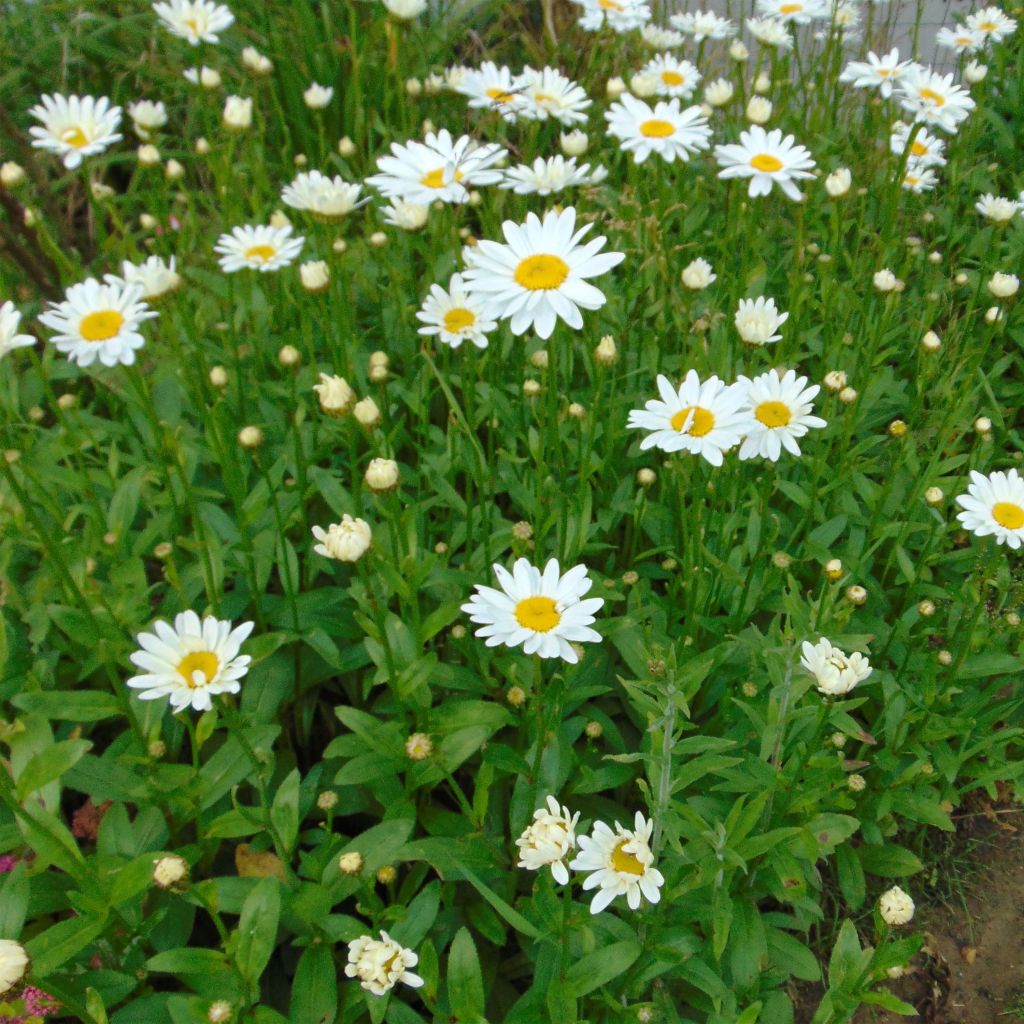 Leucanthemum superbum Becky - grande marguerite