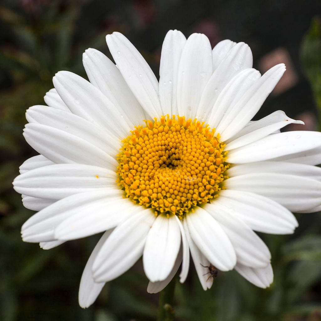 Leucanthemum superbum Becky - Margherita