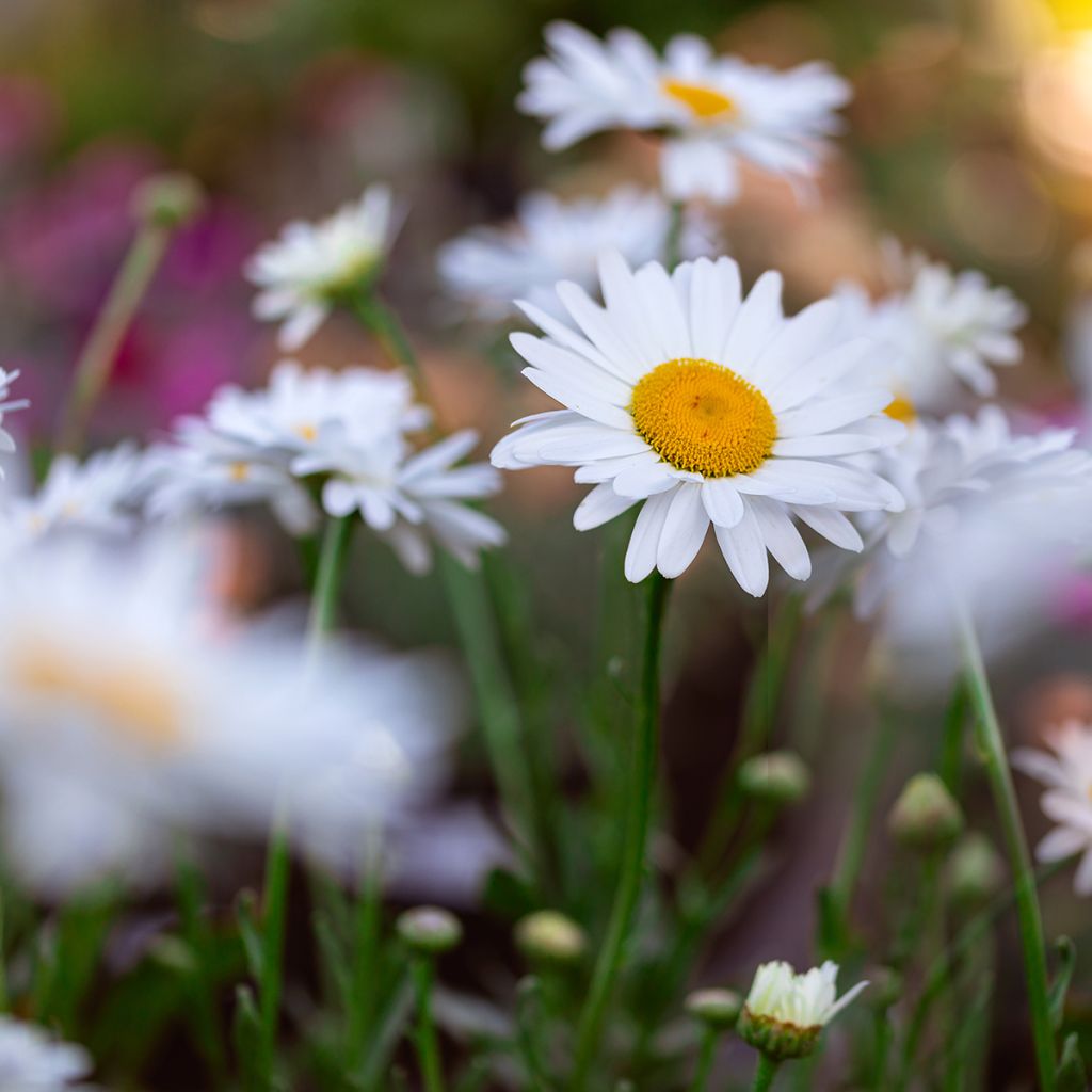 Leucanthemum superbum Becky - Margherita