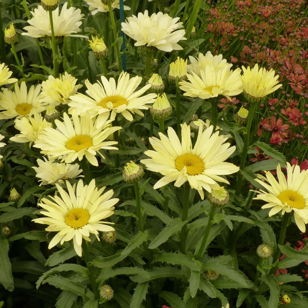 Leucanthemum superbum Broadway lights - Grande marguerite en pot de 2/3L