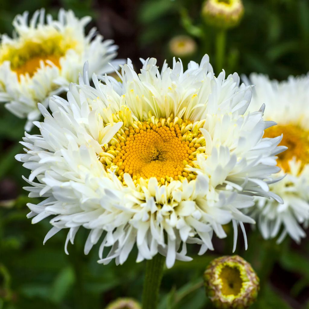 Leucanthemum superbum Engelina - Margherita