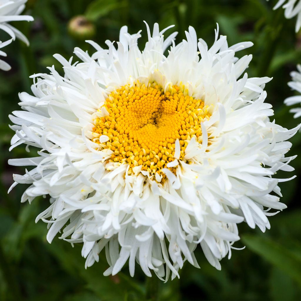 Leucanthemum superbum Engelina - Margherita