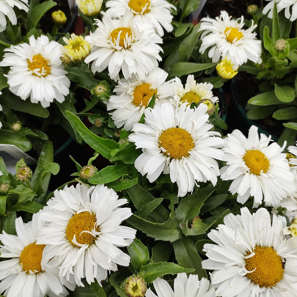 Leucanthemum superbum Freak - Margherita