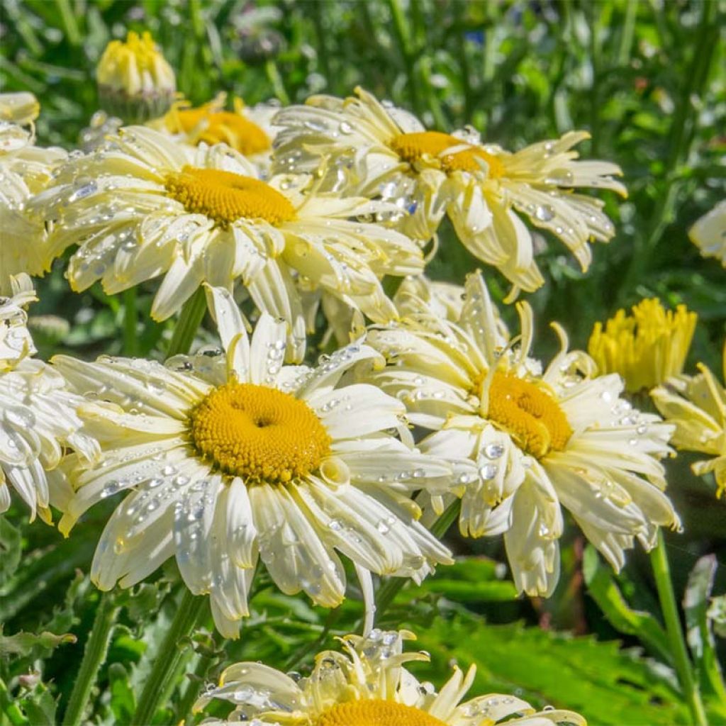 Leucanthemum superbum Goldfinch - grande marguerite