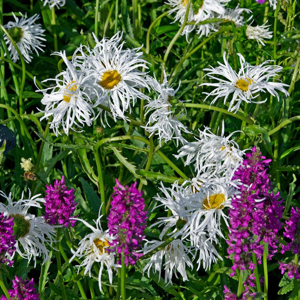 Leucanthemum superbum Old Court - Margherita