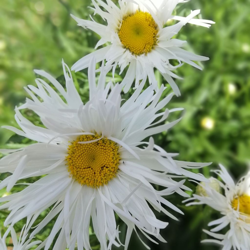 Leucanthemum superbum Old Court - Margherita