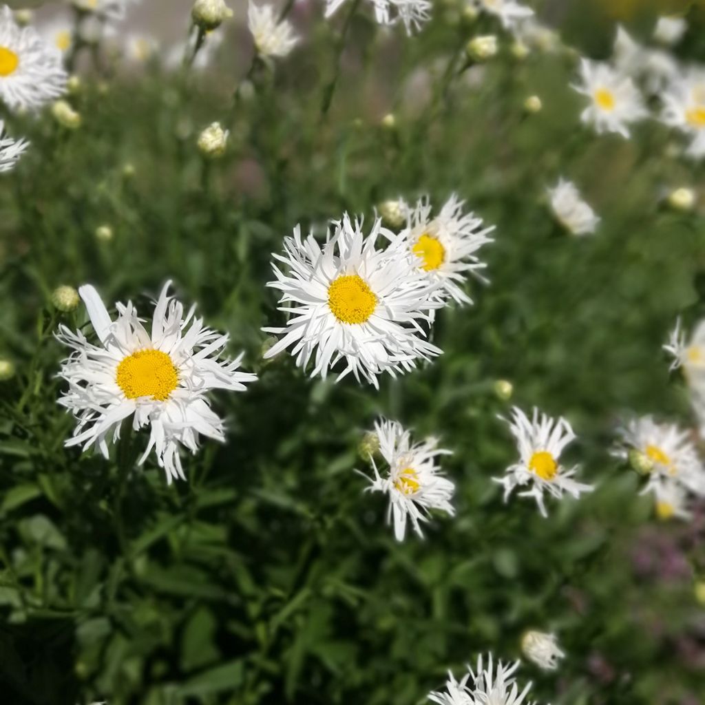 Leucanthemum superbum Old Court - Margherita