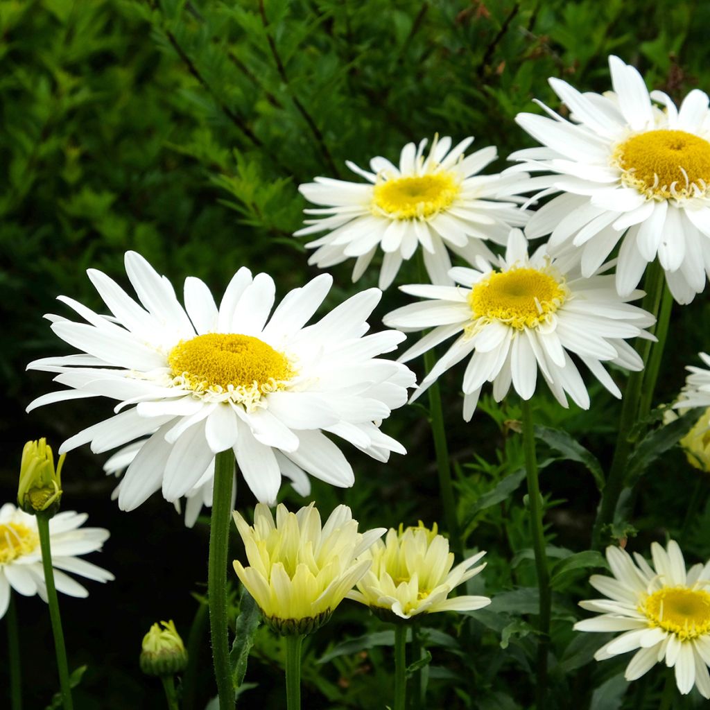 Leucanthemum superbum Real Glory - Margherita