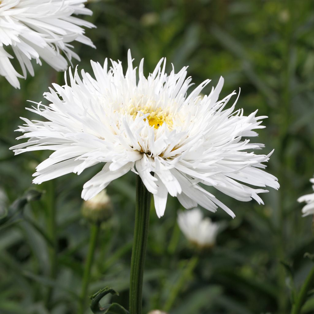 Leucanthemum superbum Snehurka