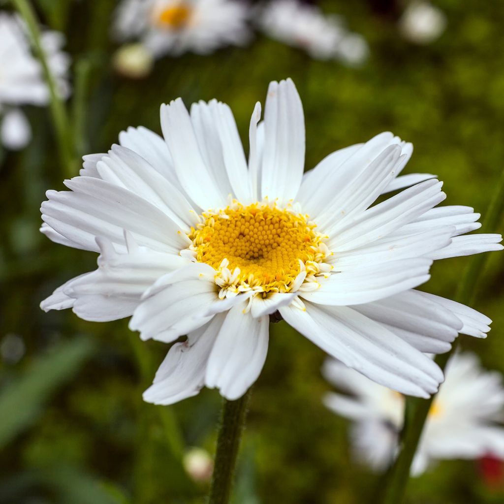 Leucanthemum superbum Wirral Supreme - Margherita