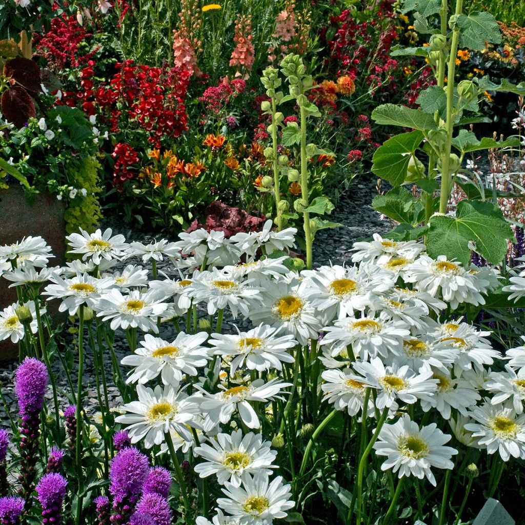 Leucanthemum superbum Wirral Supreme - Margherita