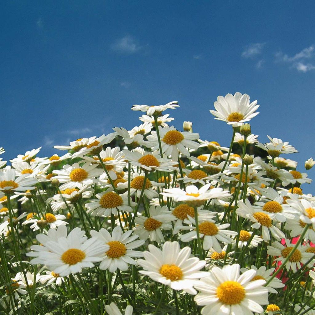 Leucanthemum vulgare - Margherita comune