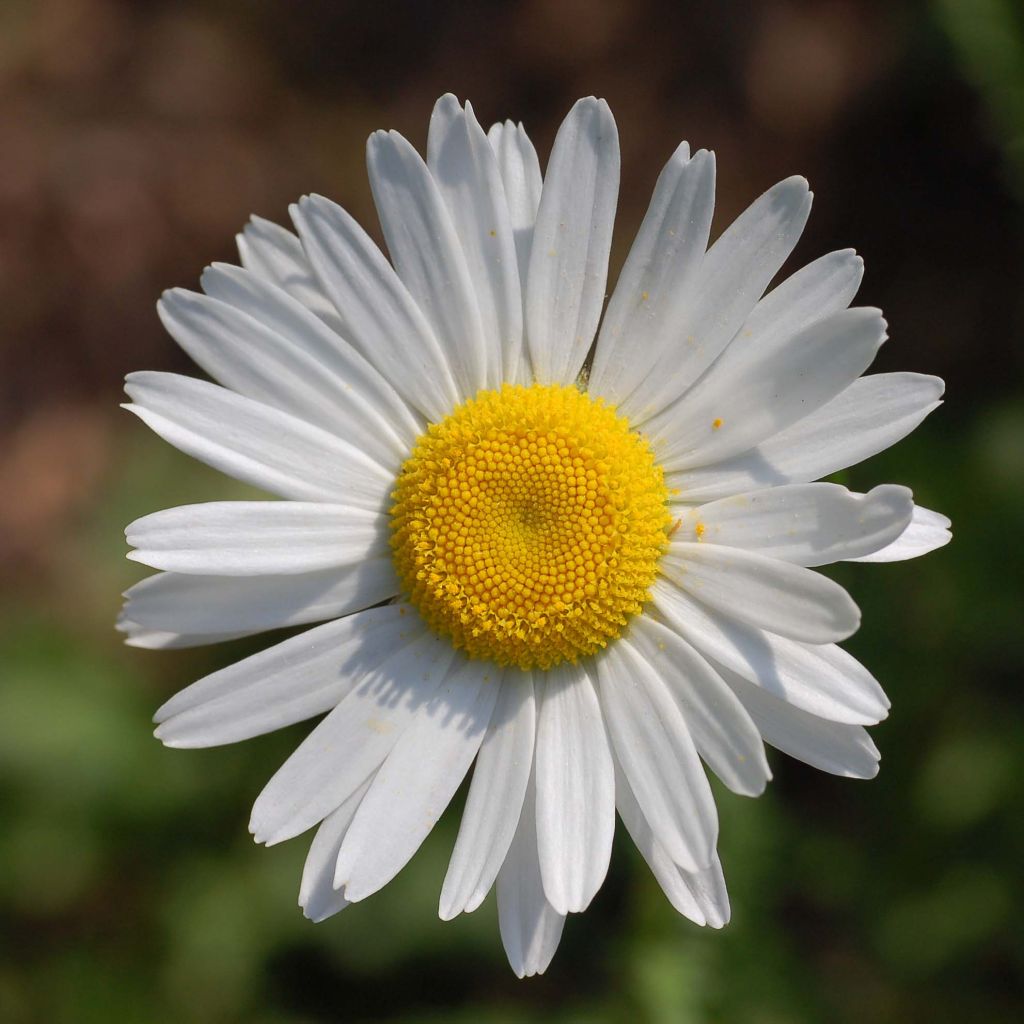 Leucanthemum vulgare - Margherita comune