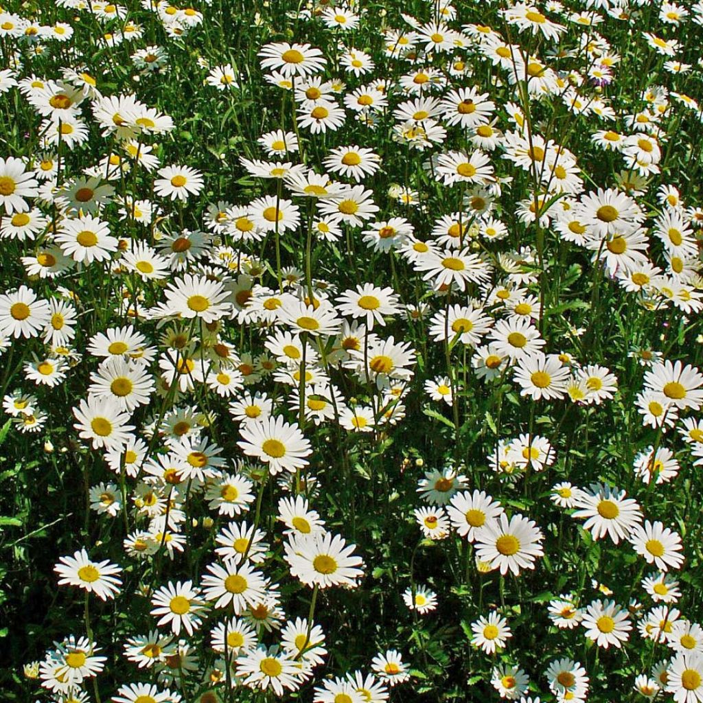 Leucanthemum vulgare - Margherita comune