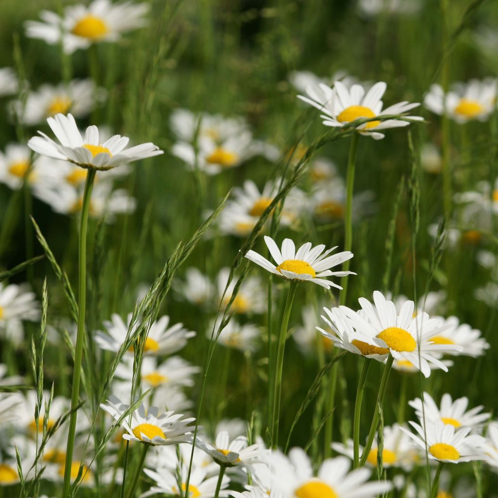 Leucanthemum vulgare - Margherita comune