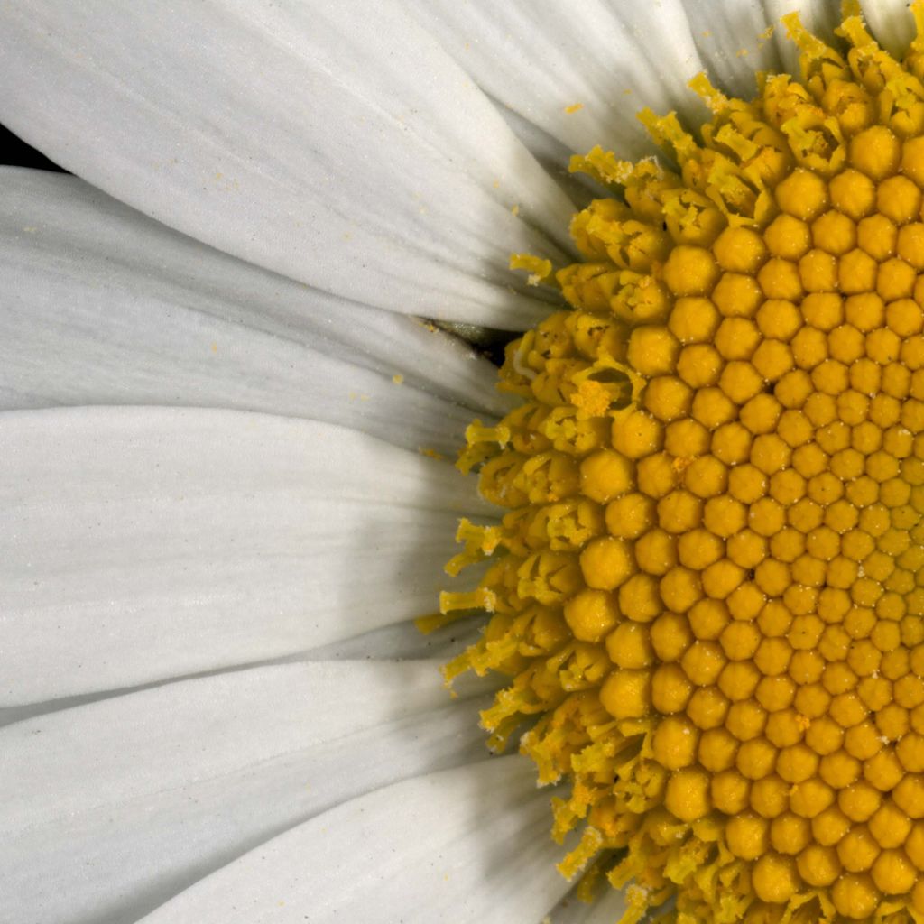 Leucanthemum vulgare - Margherita comune