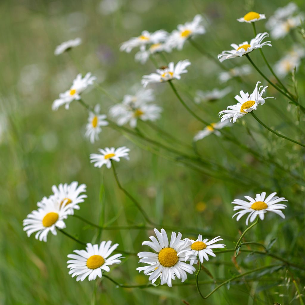 Leucanthemum vulgare - Margherita comune