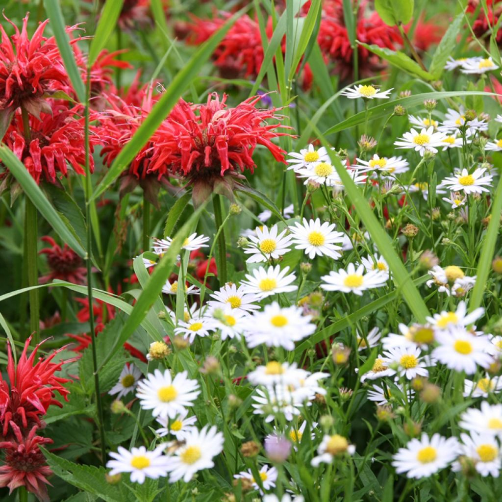 Leucanthemum vulgare - Margherita comune