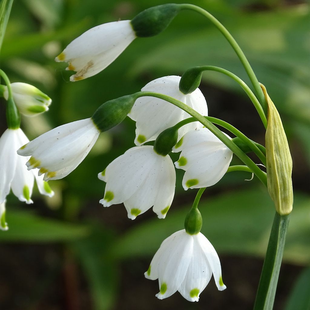 Leucojum aestivum - Campanelle maggiori