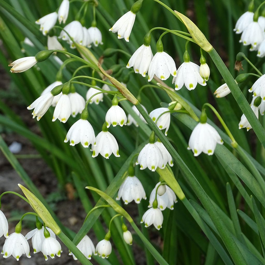 Leucojum aestivum - Campanelle maggiori