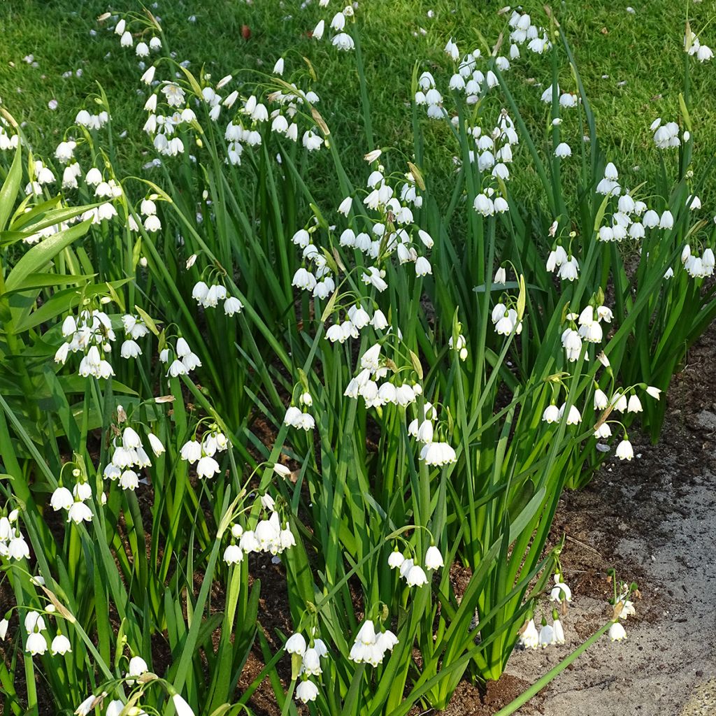 Leucojum aestivum - Campanelle maggiori