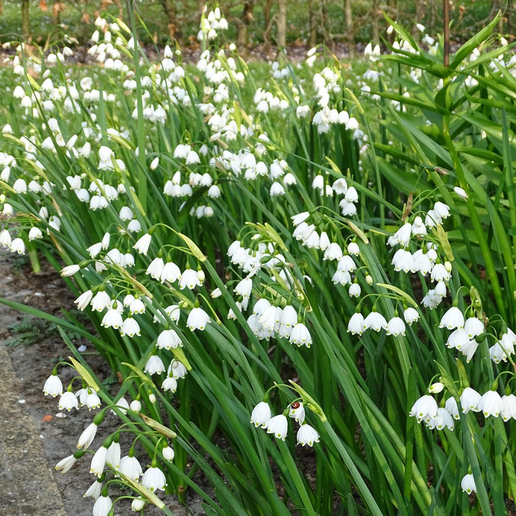 Leucojum aestivum - Campanelle maggiori