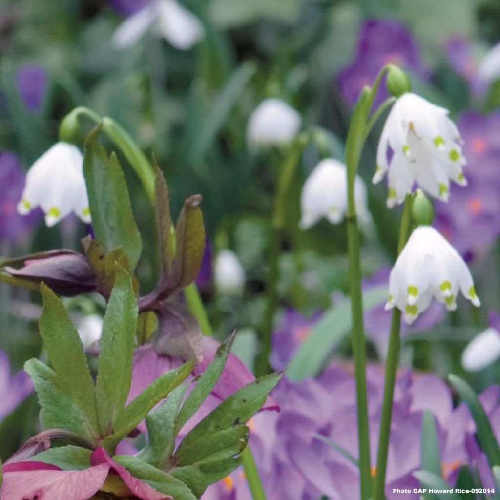 Nivéole de printemps - Leucojum vernum