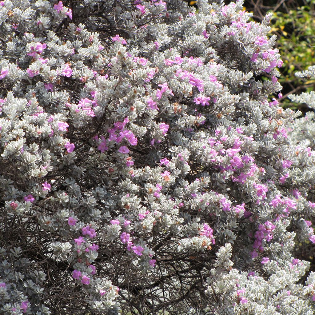 Leucophyllum frutescens - Sauge du désert