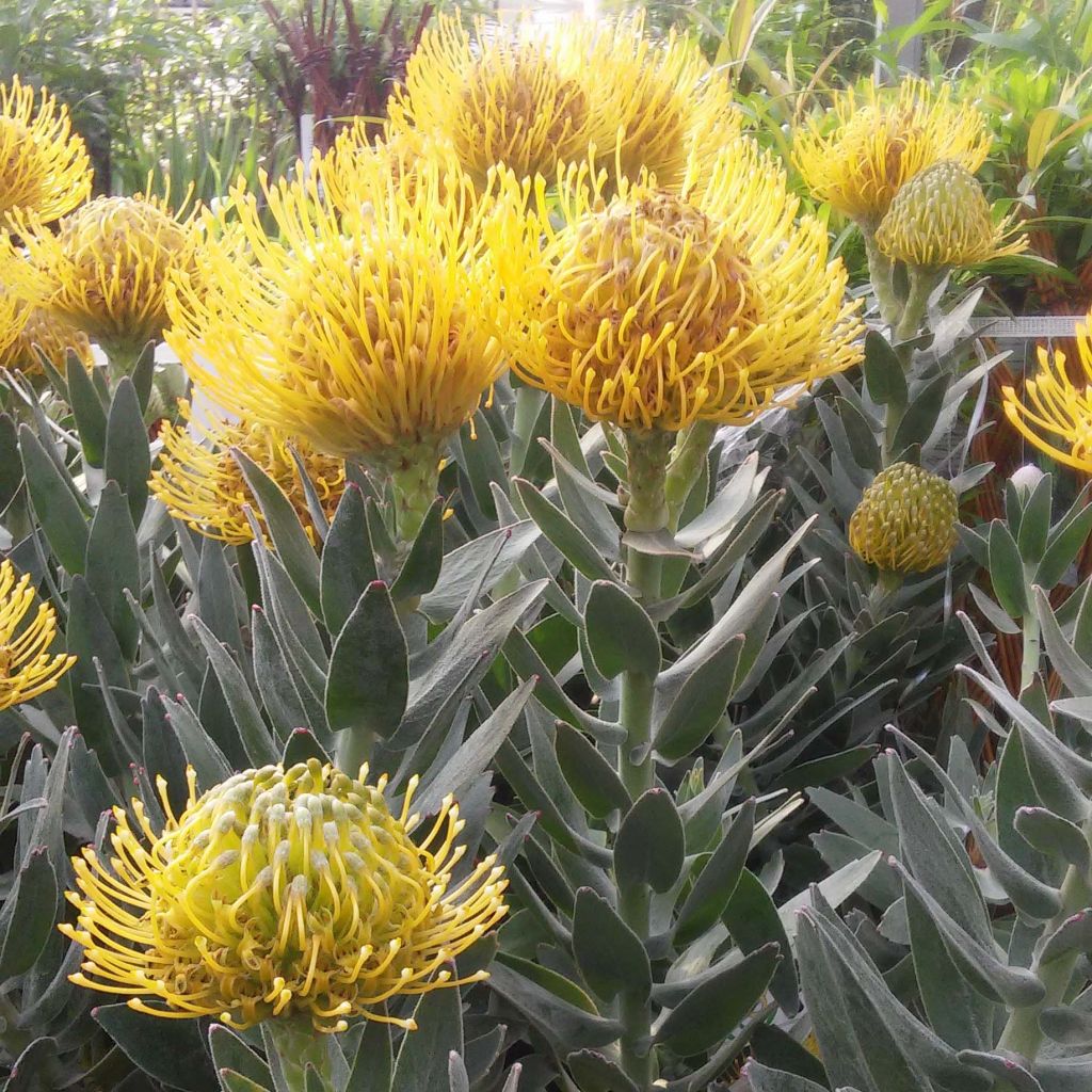 Leucospermum Copper Carnival - Pelote d'épingles Orange cuivré