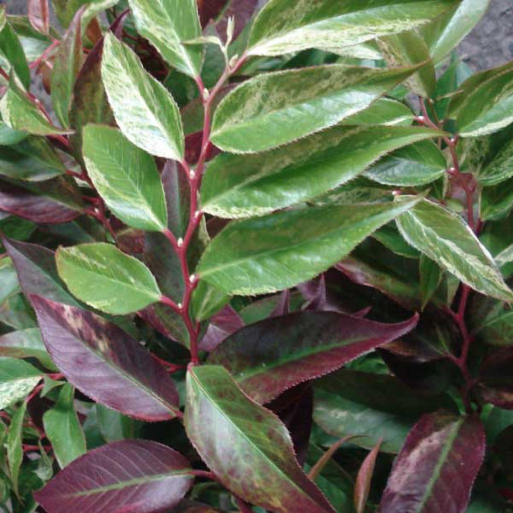 Leucothoe Fontanesiana Rainbow