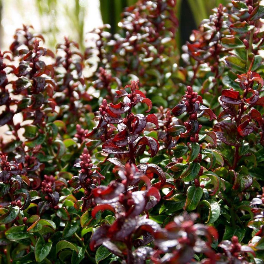 Leucothoe Twisting Red