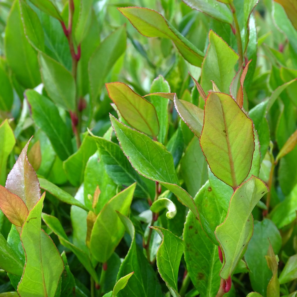 Leucothoe fontanesiana Little Flames