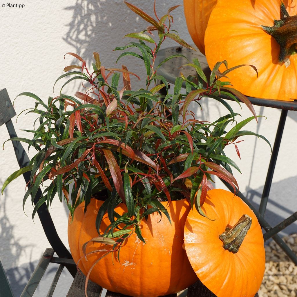 Leucothoe keiskei Halloween